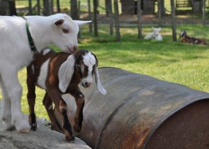 Goats at Carl Sandburg's Home