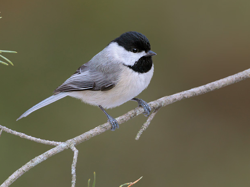 Guided Bird Walk | Frugal Backpacker