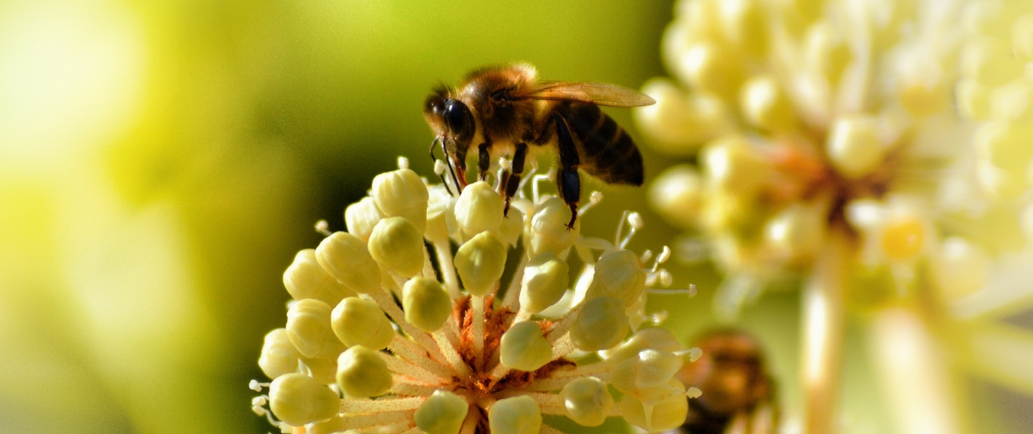 Bees are drawn to a variety of colors and sizes.