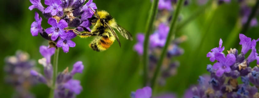 A bee visiting a purple flower.