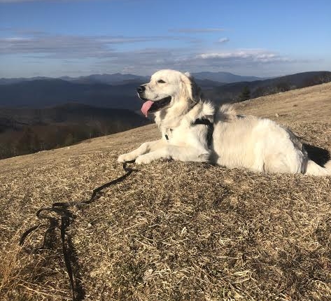 A white golden retriever laying down with the Blue Ridge Mountains in the background