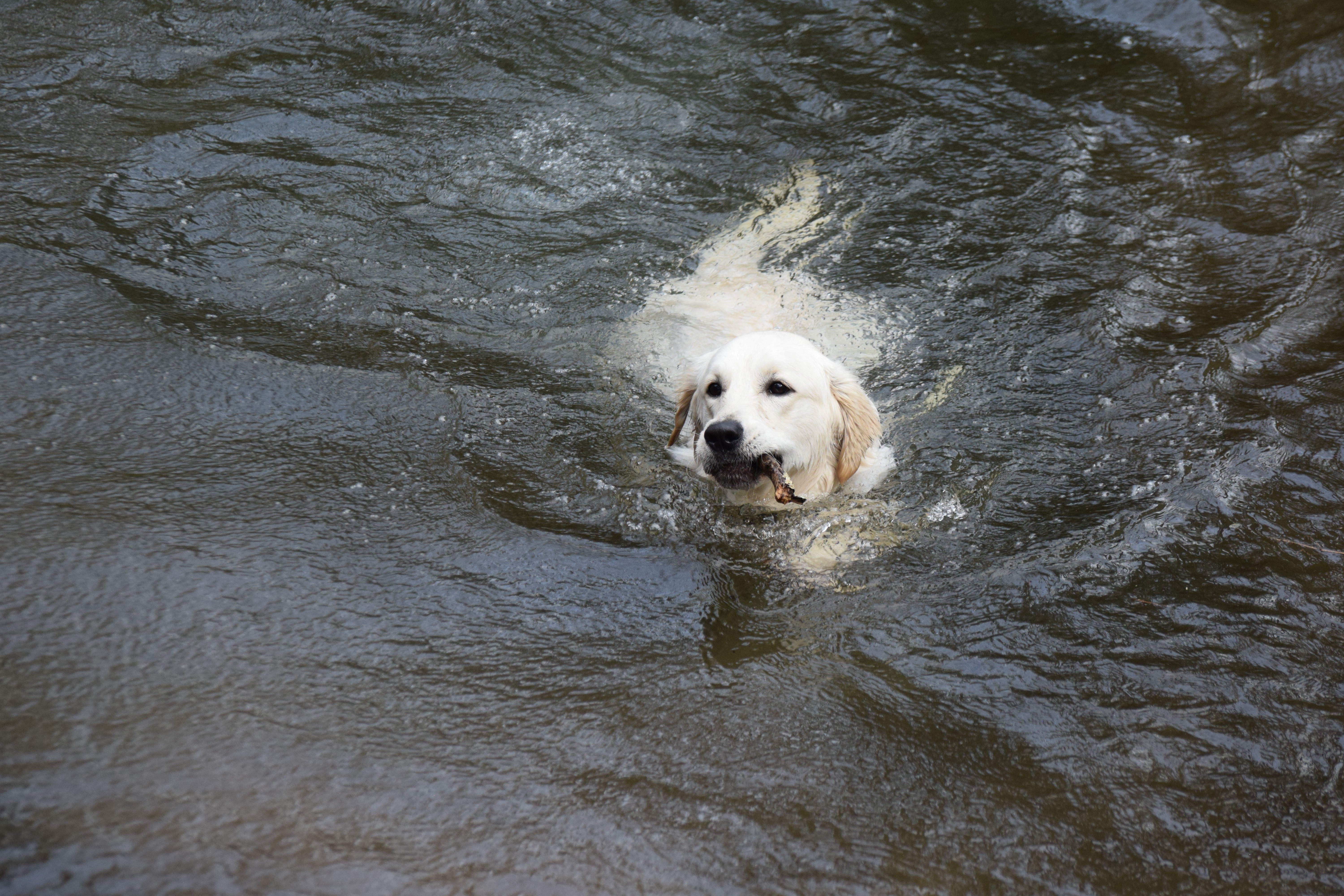 White golden retriever swimming with a stick in his mouth
