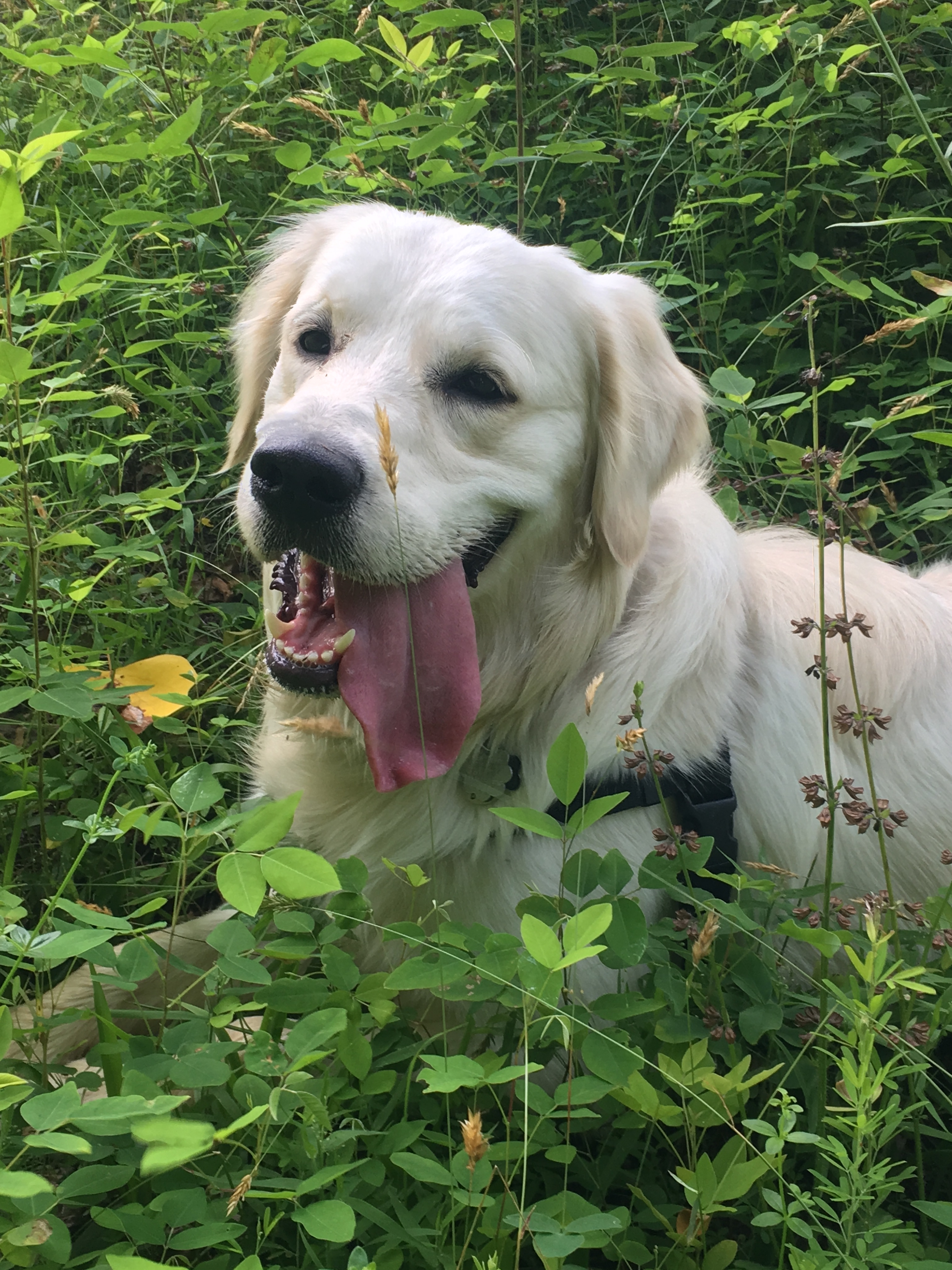 White golden retriever with his tongue out 