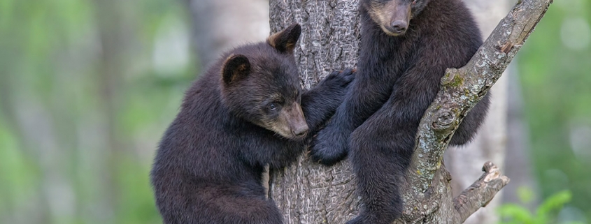 Two black bear cubs climb a tree