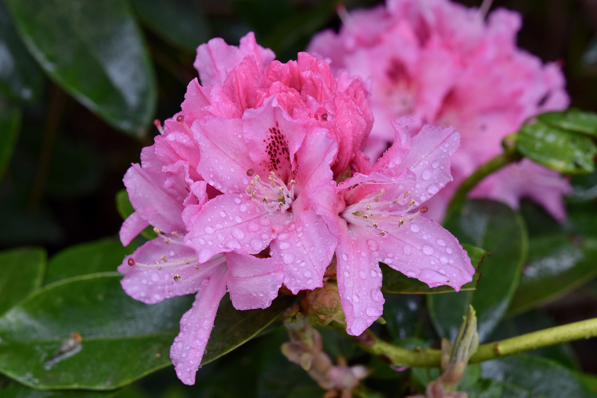 catawba rhododendron flowers